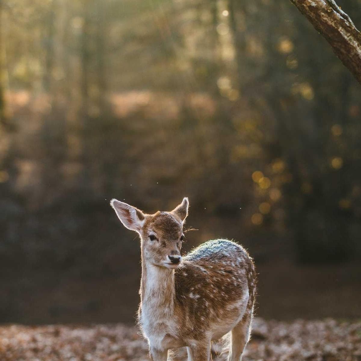 Těhotenské & Newborn - fotografie 10